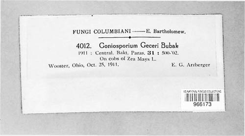 Coniosporium gecevi image